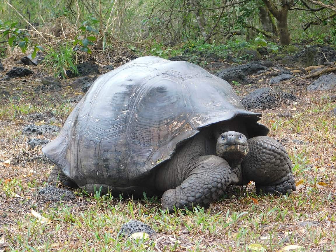 Galapagos Tours and Cruises Ideal South America