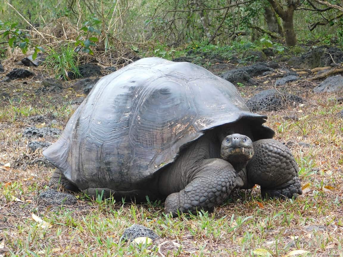 Galapagos Hotel Based Tours Ideal South America