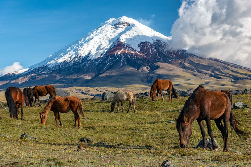 First-class and Luxury Ecuador Volcano and Amazon Tour Packages Ideal South America